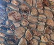 Fireboulder Tennessee River Cobbles