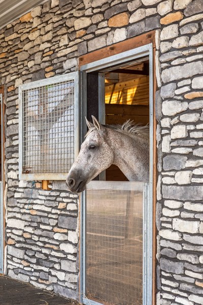 Glen-Gery | Ledgestone Kentucky Gray building stone veneer on exterior of horse barn with horses head looking out of a window