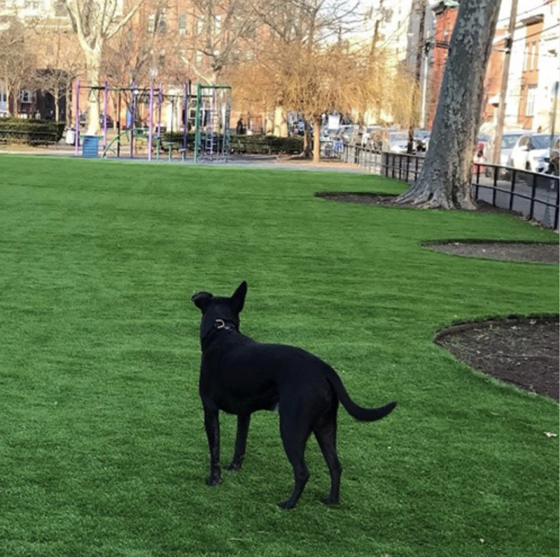 Canine garden mark artificial turf artificial grass