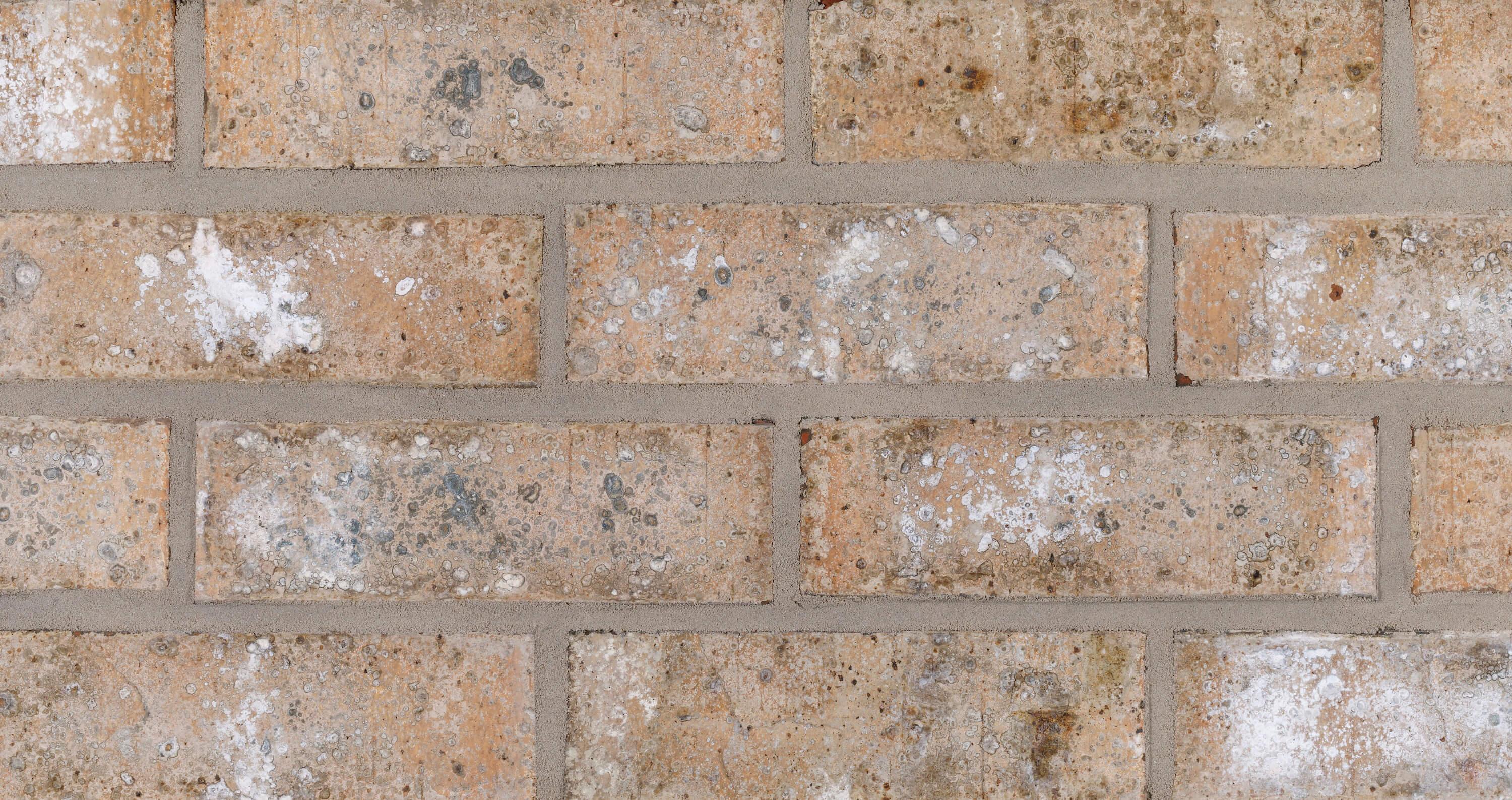 Lifestyle Series Willow Ash Builder's Special Compact View